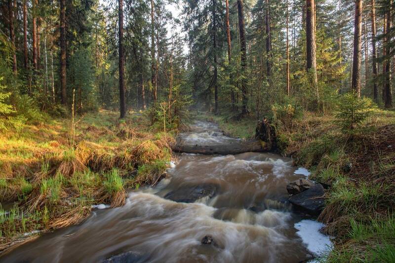 Весенний лес фото превью