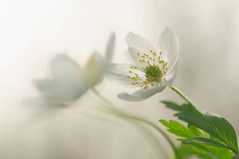 plant, botany, blossom, springtime, selective focus, close up, forest Anemone nemorosa фото превью