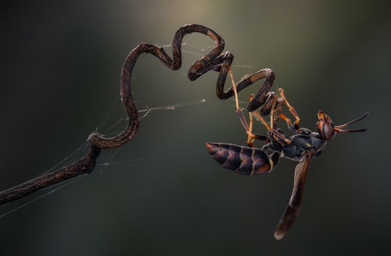 wasp, insect, macro, bee, sting, bug Hang on фото превью