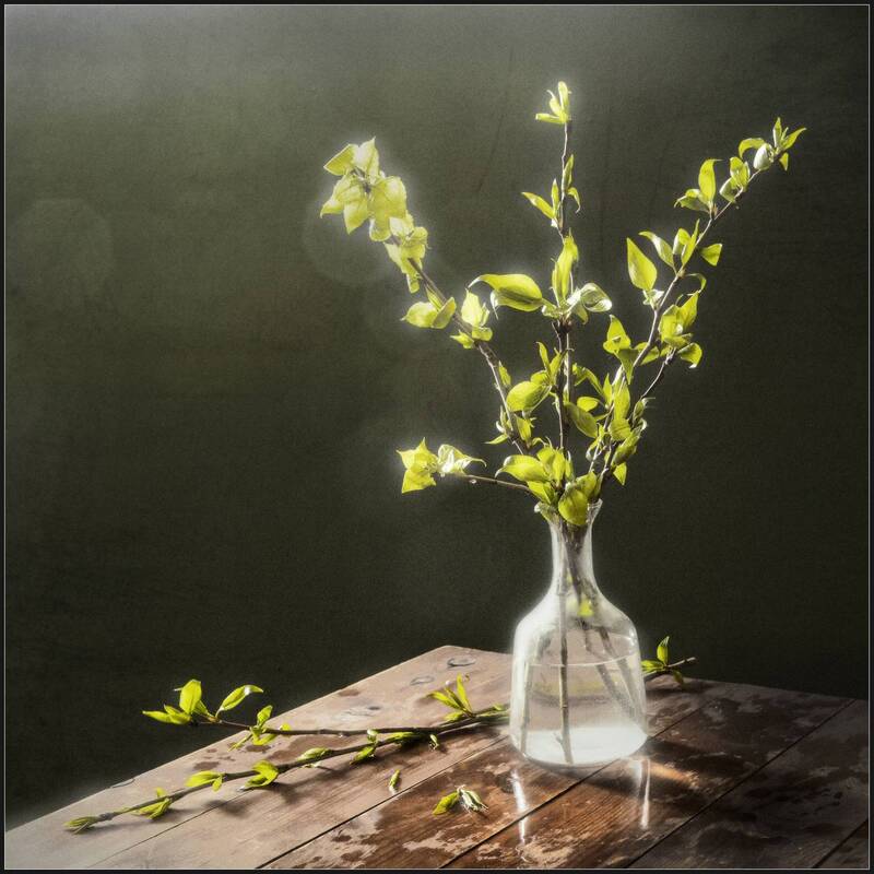 Тополёвое фото превью