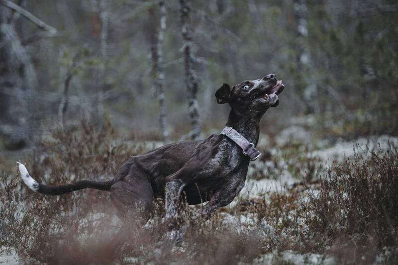 Счастье фото превью