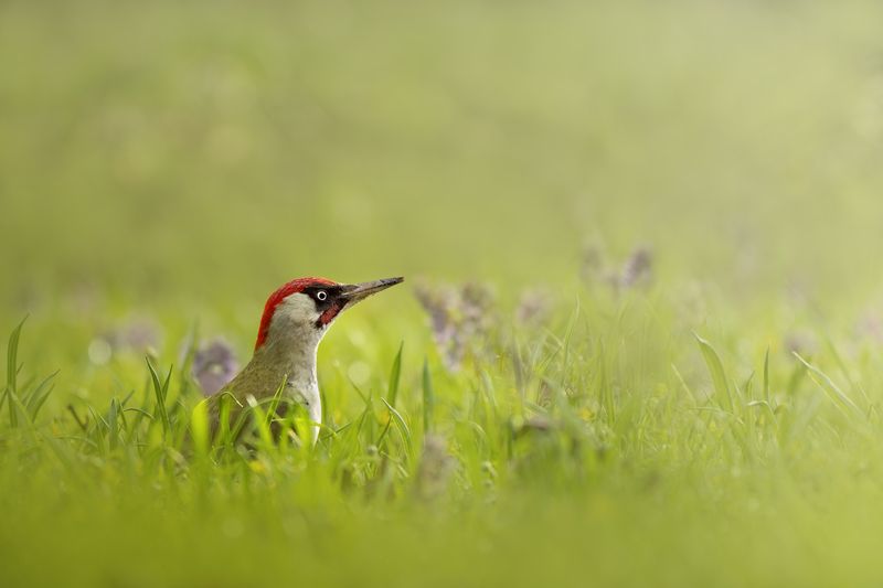 Ранним утром. Зеленый дятел (Picus viridis) фото превью