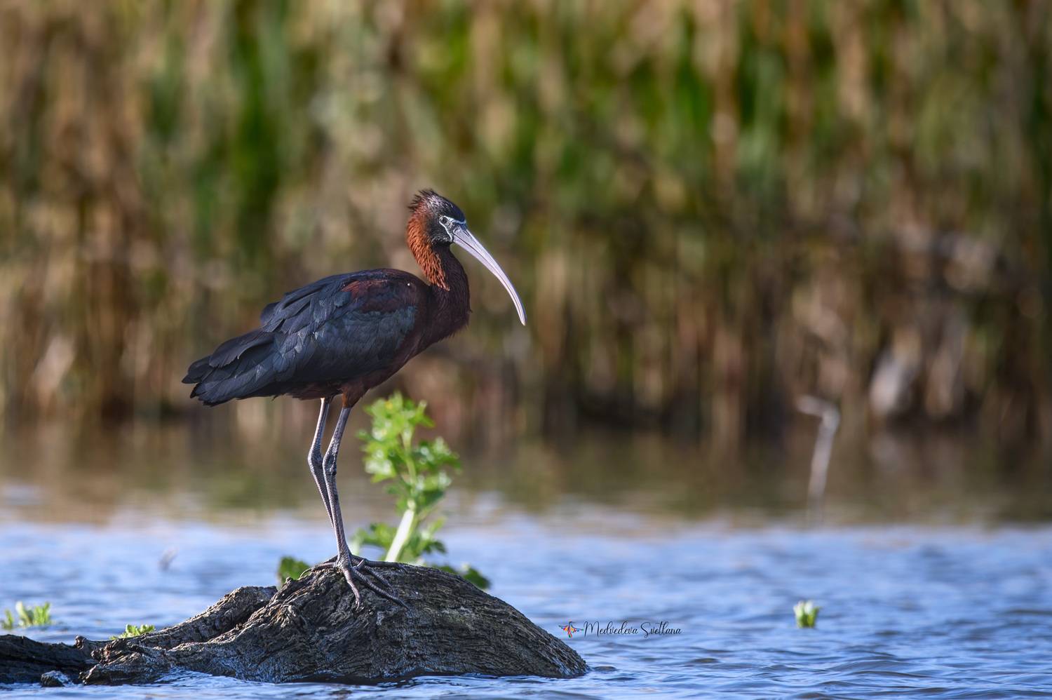 фотоохота, птица, каравайка, весна, Медведева Светлана
