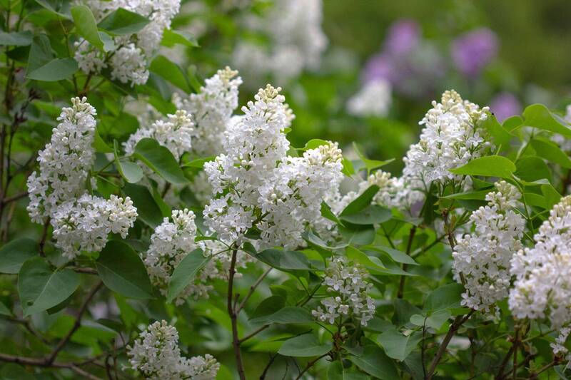 Белая сирень фото превью