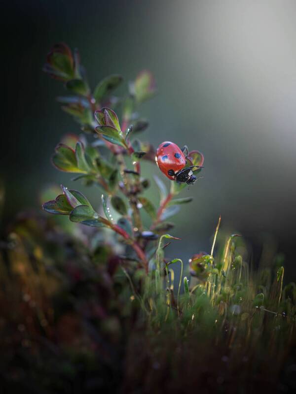 *** фото превью