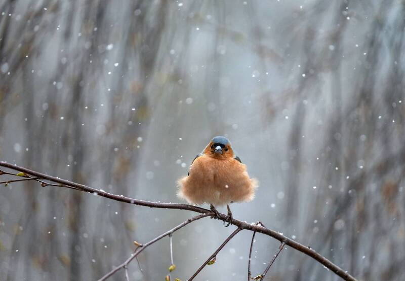 Опять зима вернулась фото превью