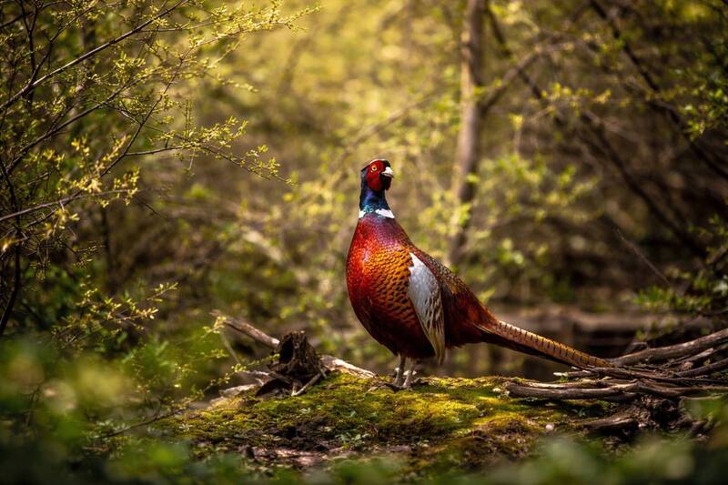 *** фото превью