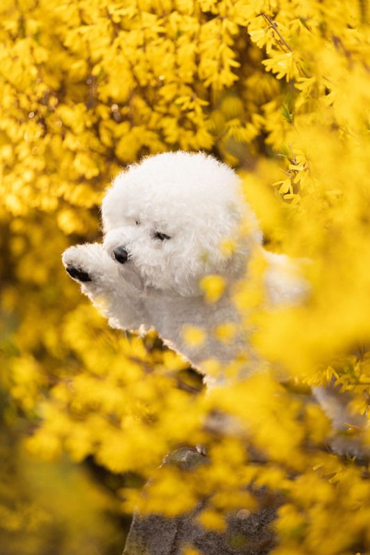 форзиция Потрогай весну фото превью