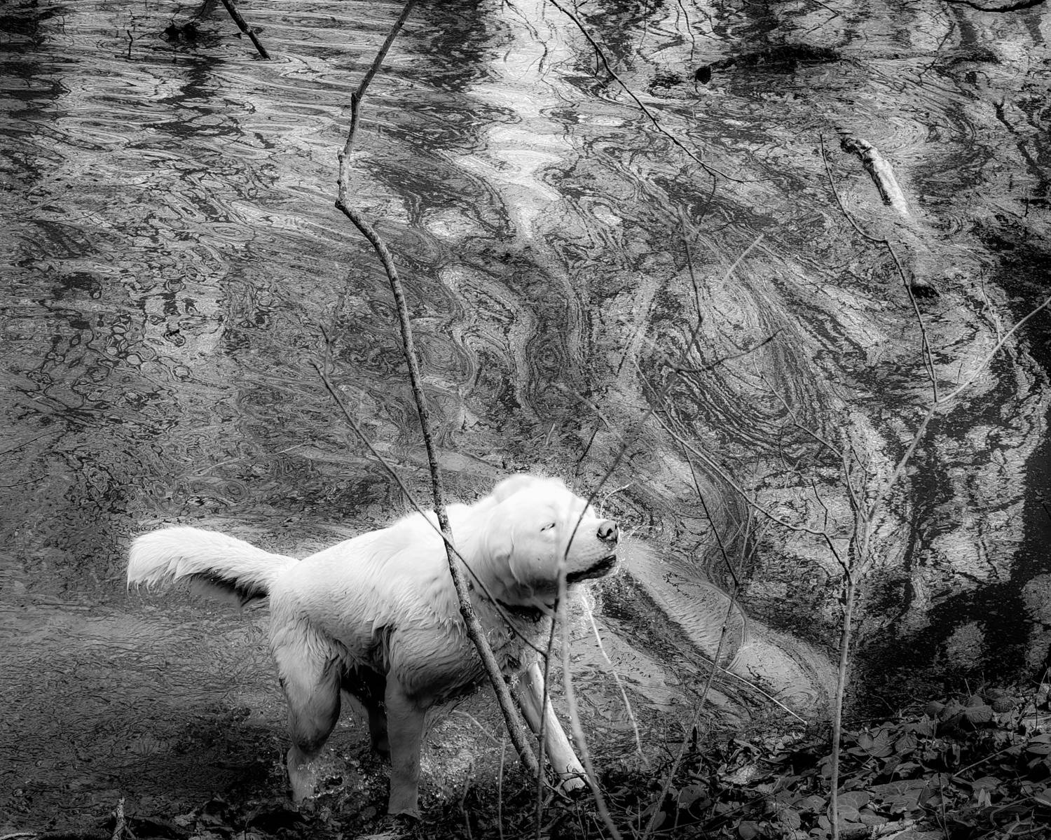 , Кондрашова Светлана