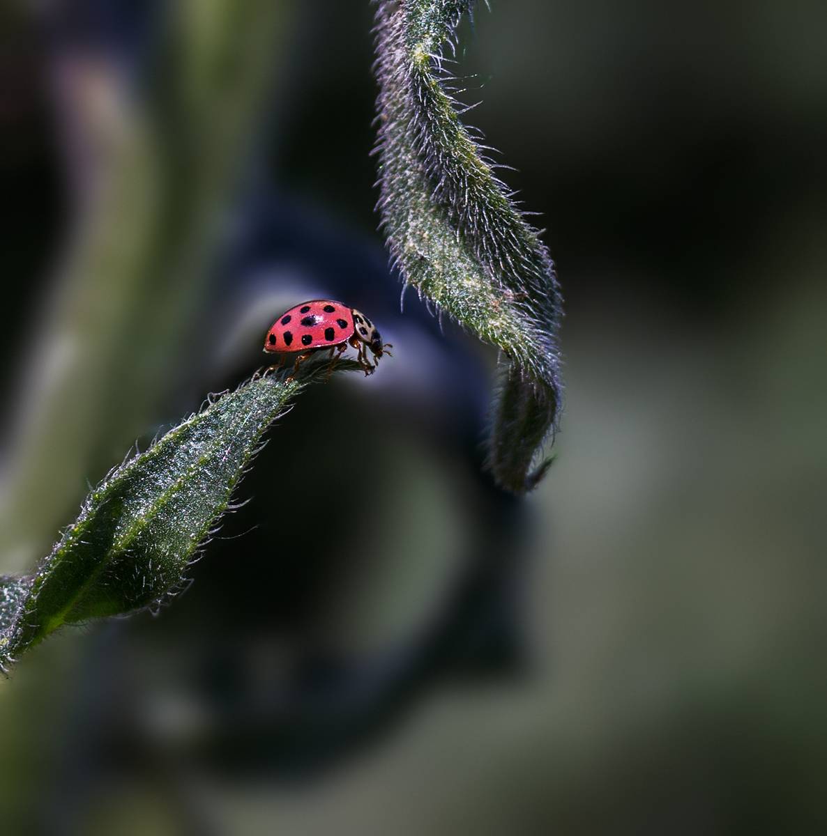 коровка, Нижников Михаил