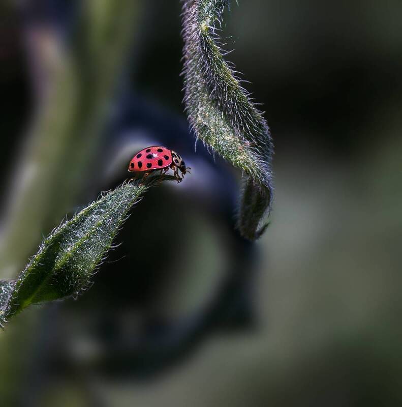 коровка Бывает, ползём, не спеша, по травинке... фото превью