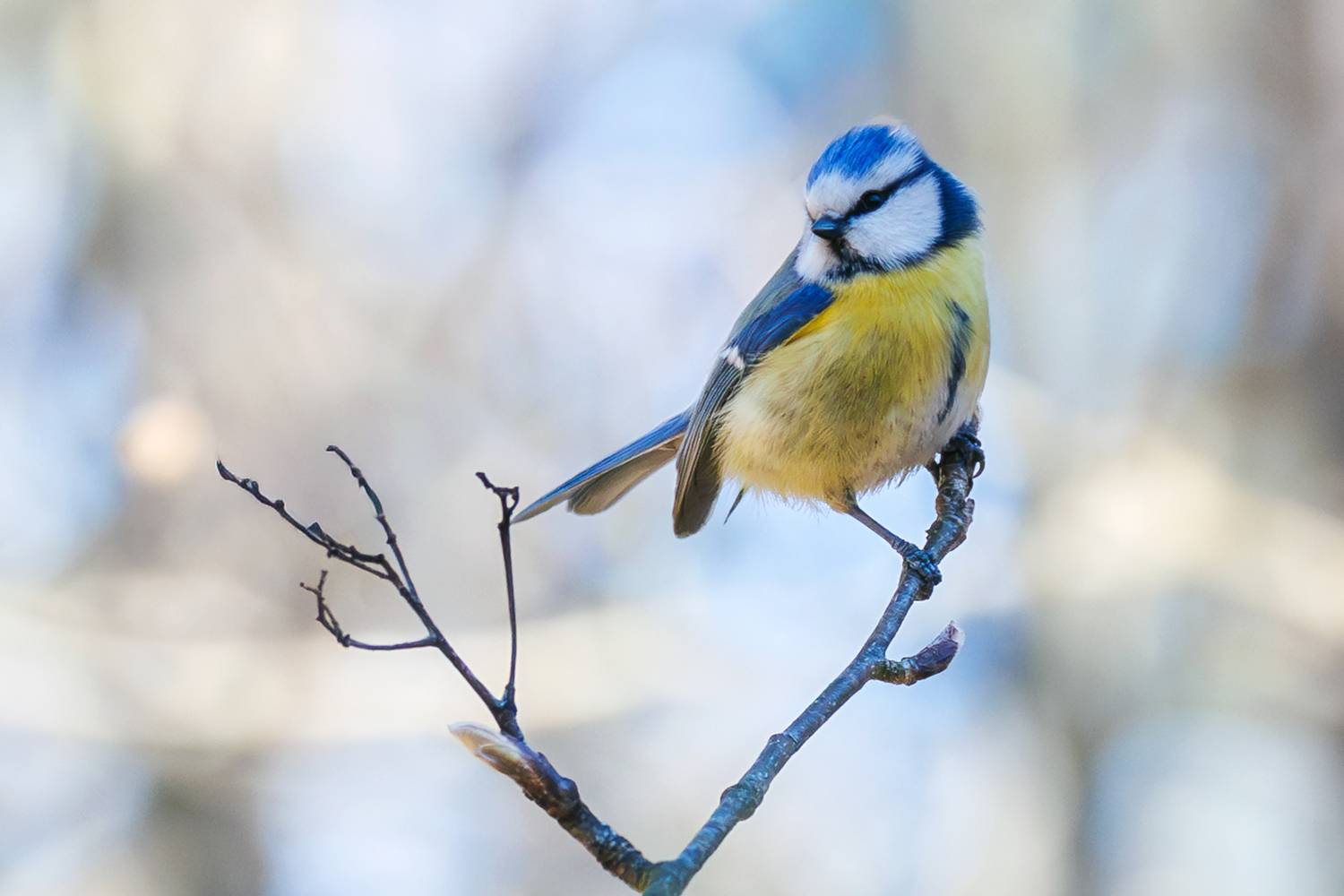 , Алексей Волков