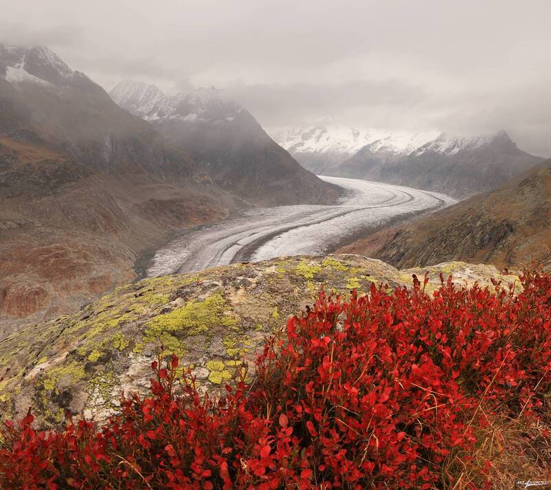 swiss Осень с черникой фото превью