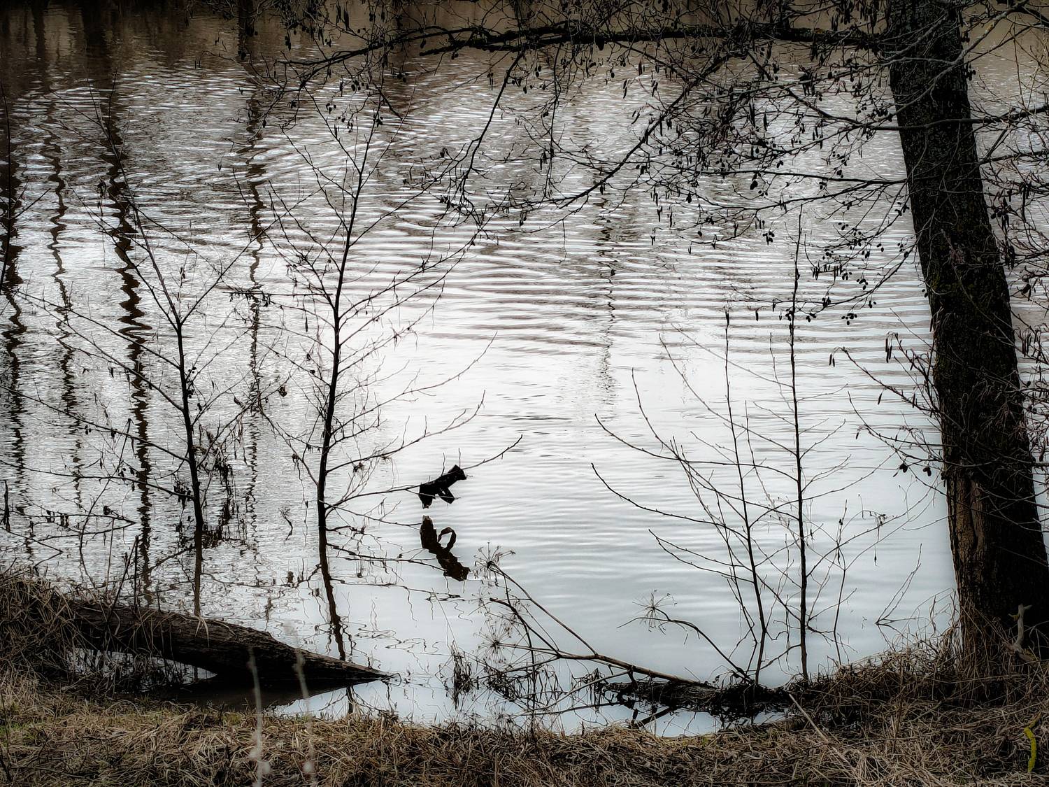 , Кондрашова Светлана