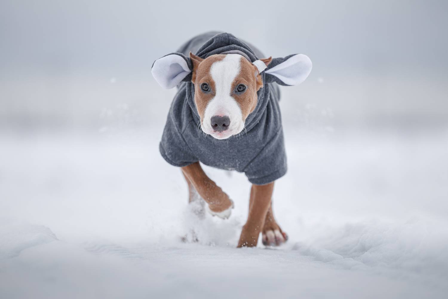 , Яна Нарбутович