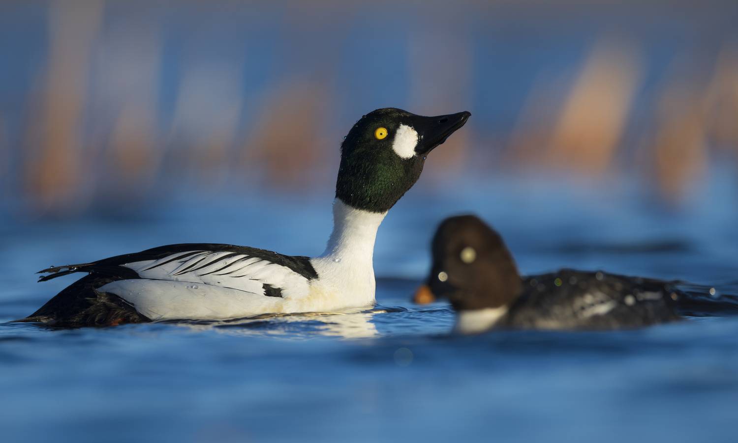 гоголь, утка, утка гоголь, финский залив, балтика, природа, весна, ток, любовь, goldeneye, спб, bird, wildlife, Дмитрий Федорако
