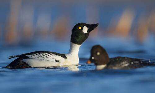 Обрати на меня внимание // Pay attention to me