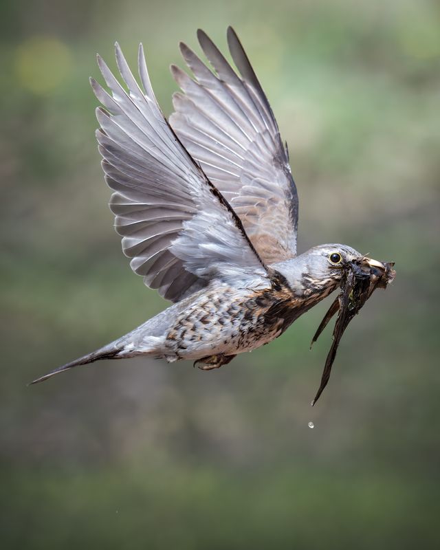Дрозд-рябинник (Turdus pilaris)  фото превью