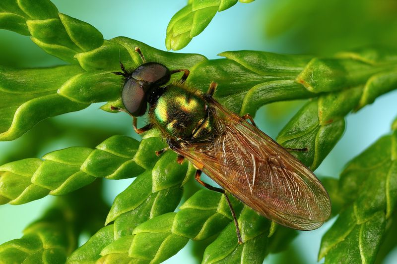 макро, природа, насекомое, муха, трава, растение, животное Львинка фото превью