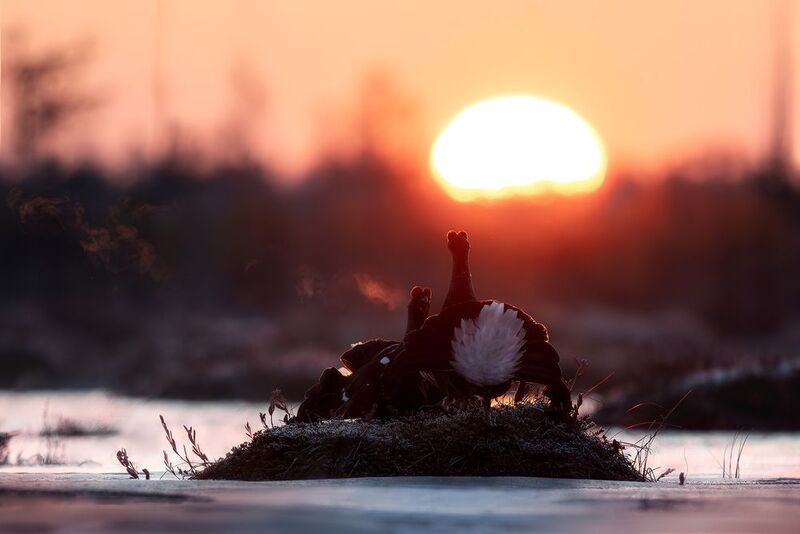 Тетерев, птицы, токование, лес, природа, фотоохота, утро, болото, заря, рассвет, солнце При первых лучах солнца фото превью