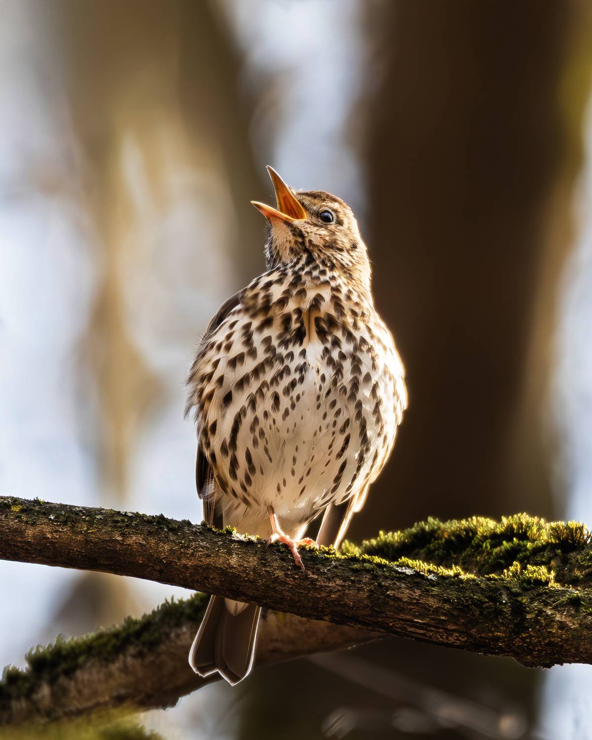 певчий дрозд, дрозд, живая природа, природа, природа москвы, фотоохота, орнитология, весна, апрель, птицы, птицы москвы, птицы европы, битцевский лес, животные, пернатые, Жгилёв Сергей