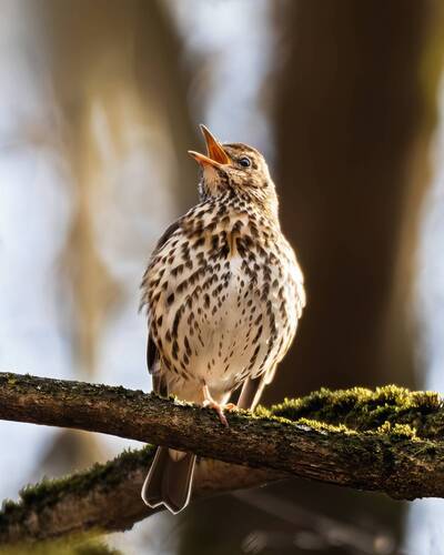 Неслышная трель певчего дрозда.