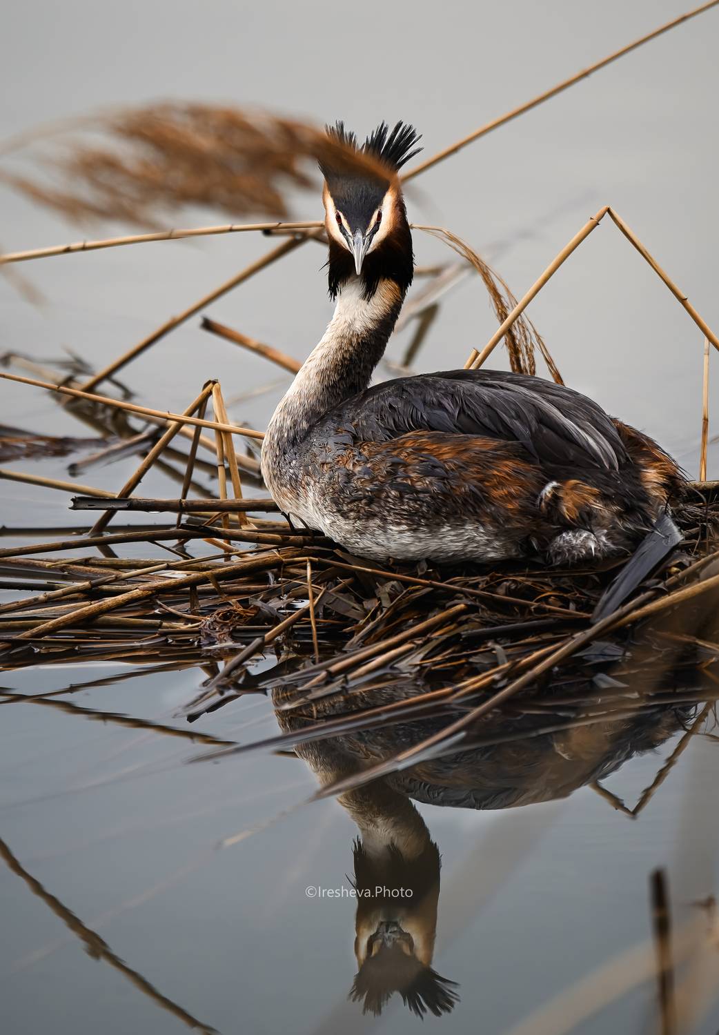 Большая поганка, Чомга, Птица, Bird, Ирешева Мария