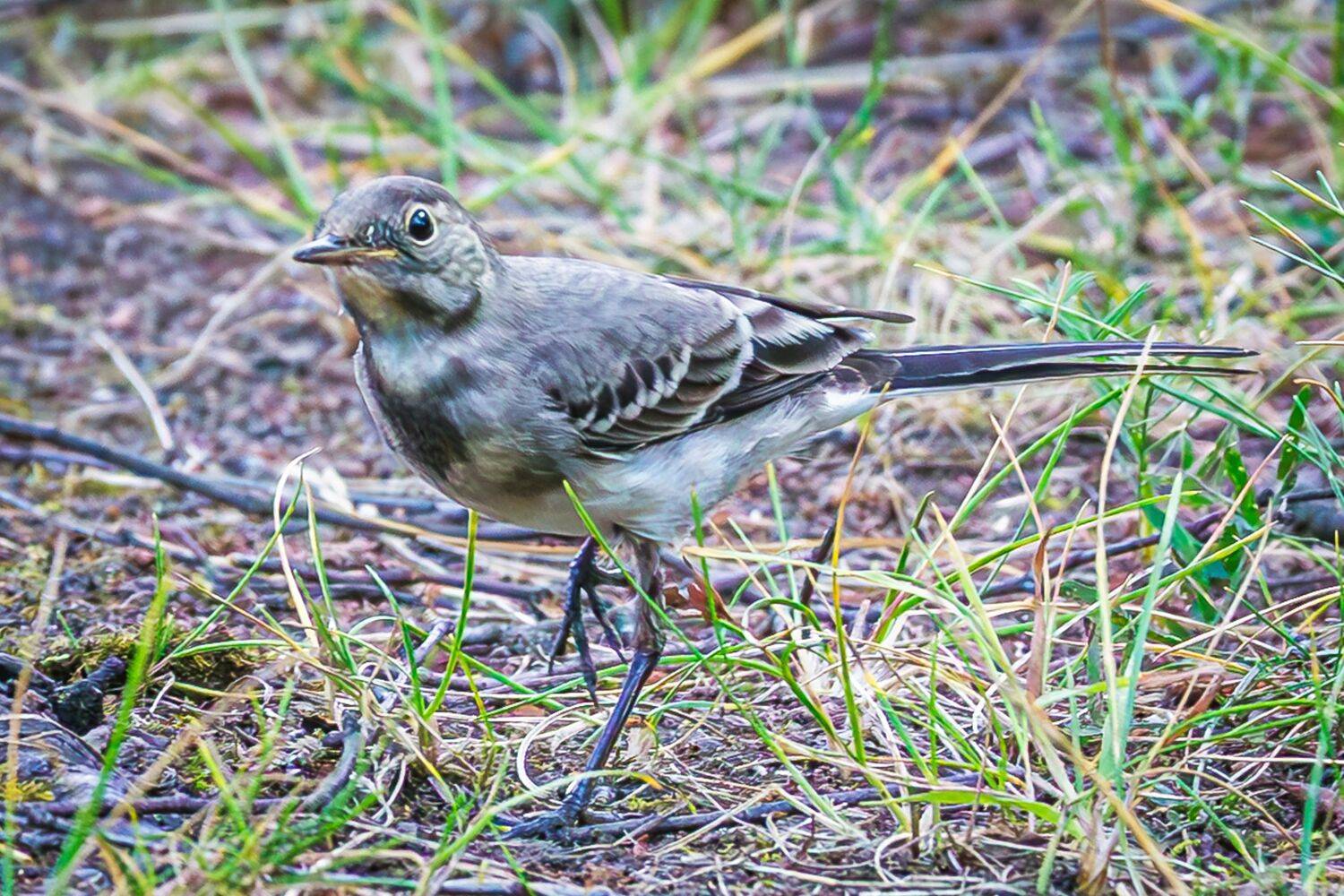 Трясогузка, Алексей Волков