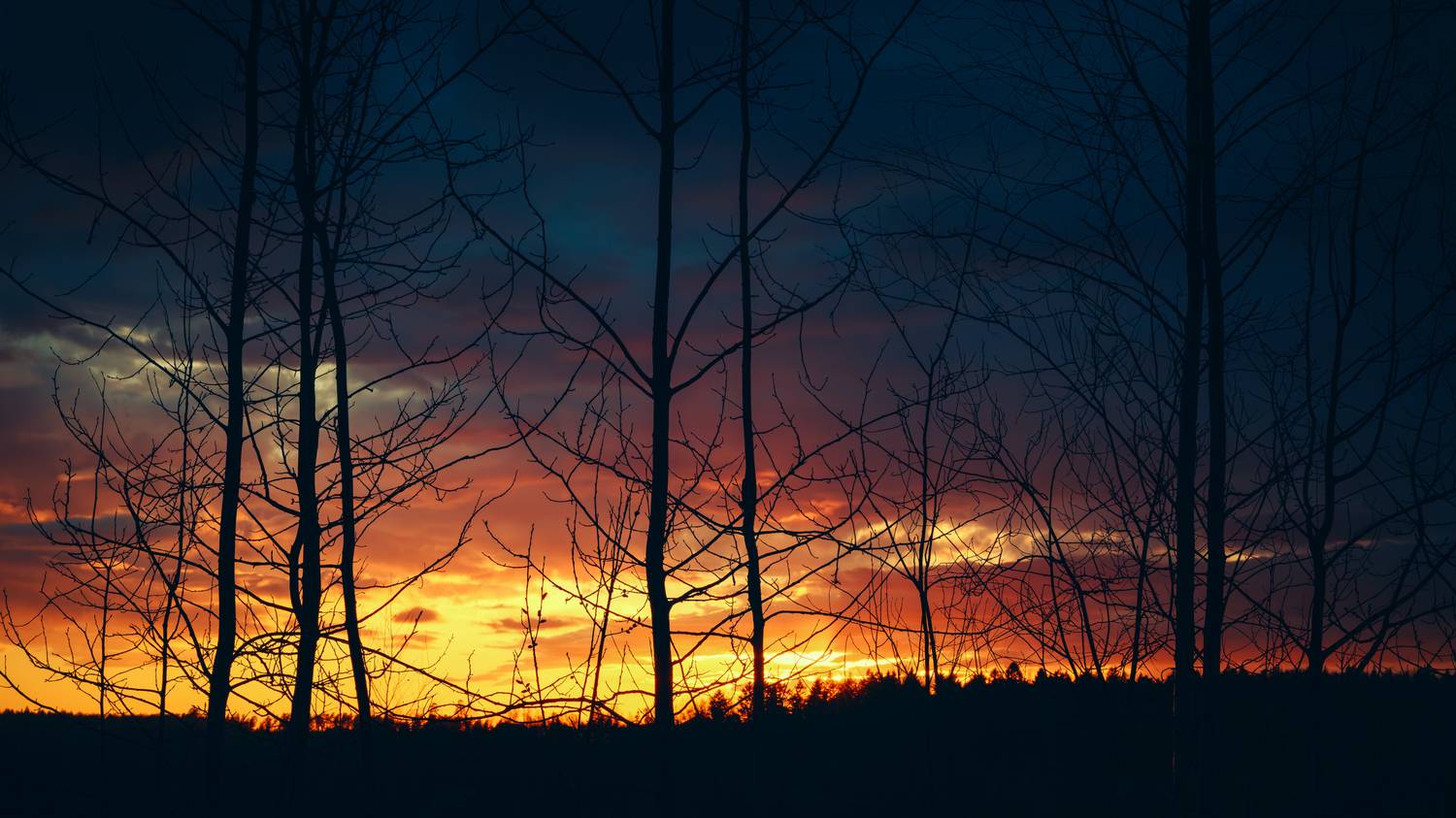 sunset, sunrise, evening, morning, nature, landscape, clouds, weather, horizon, branch, colorful, sunlight, Андрей Козлов