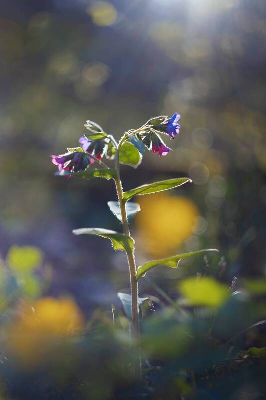 Пробуждение фото превью