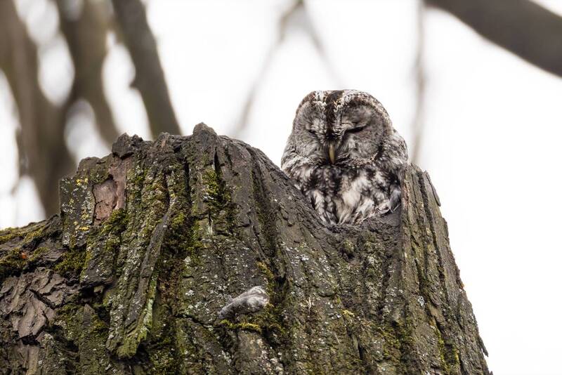 Серая неясыть фото превью
