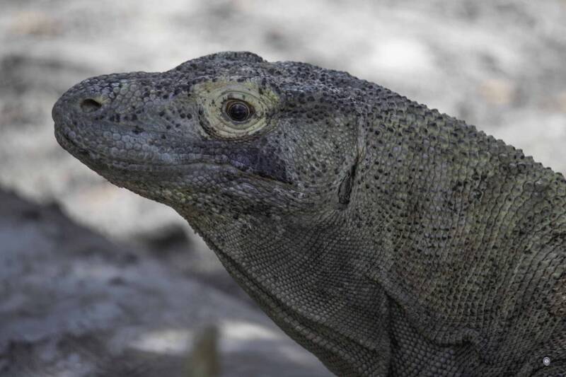 Komodo dragon фото превью