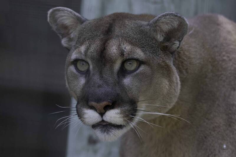 Cougar фото превью