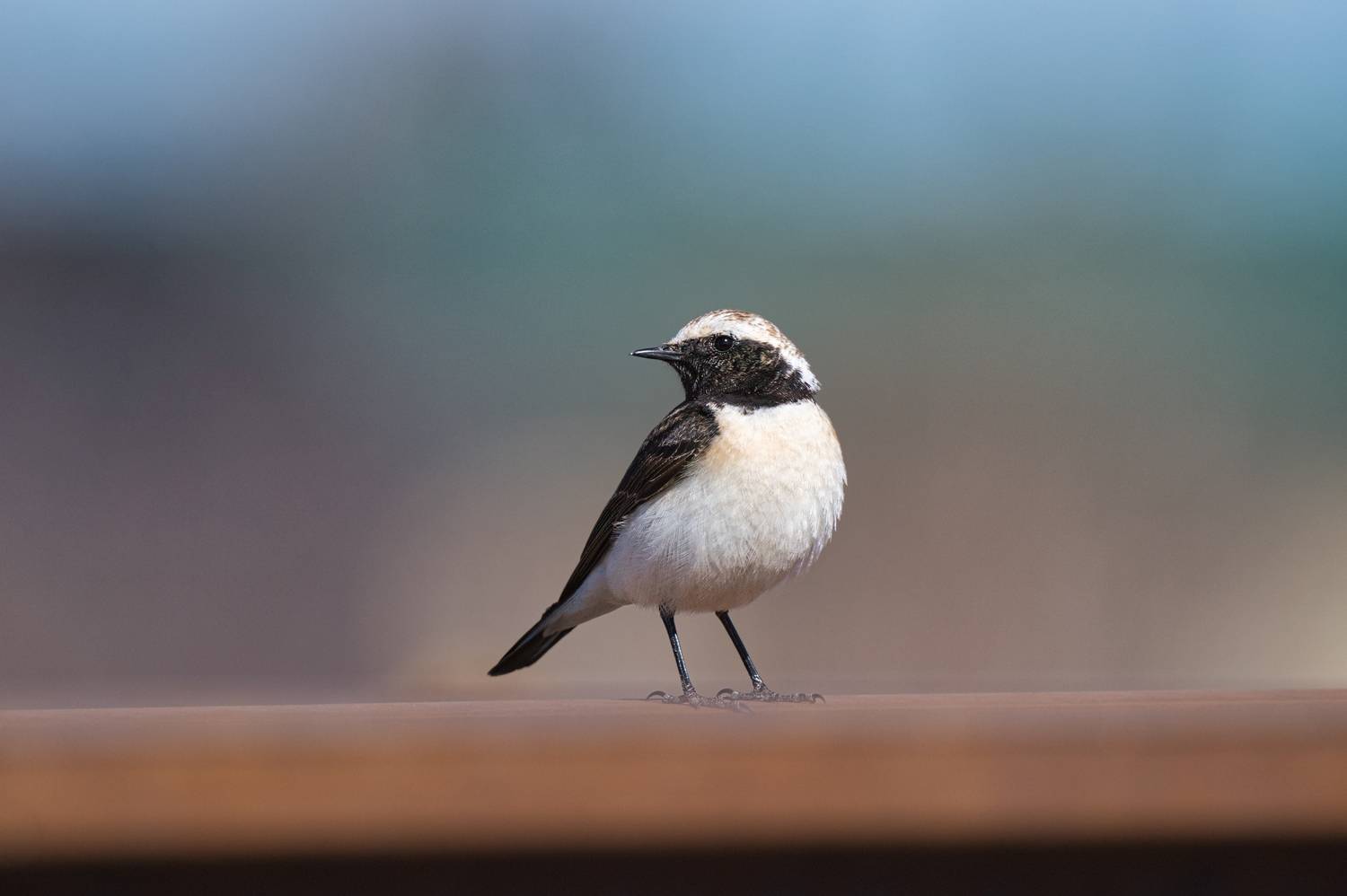 , Большаков Алексей