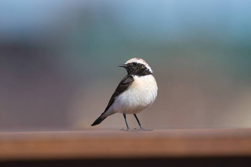 Каменка-плешанка фото превью