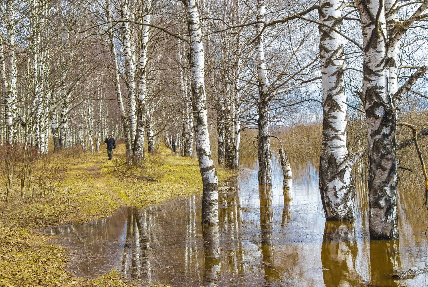 Киров, Широковская старица, половодье, березовая роща, весна, апрель, галина новинская
