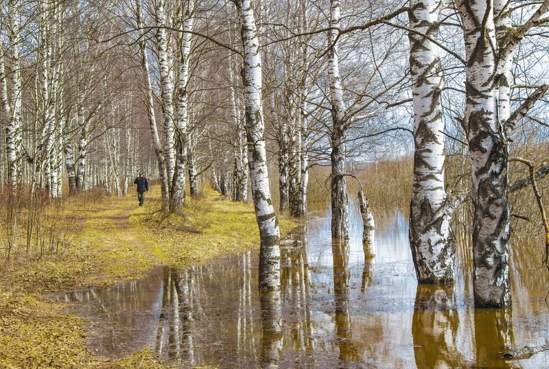 Киров, Широковская старица, половодье, березовая роща, весна, апрель Половодье фото превью