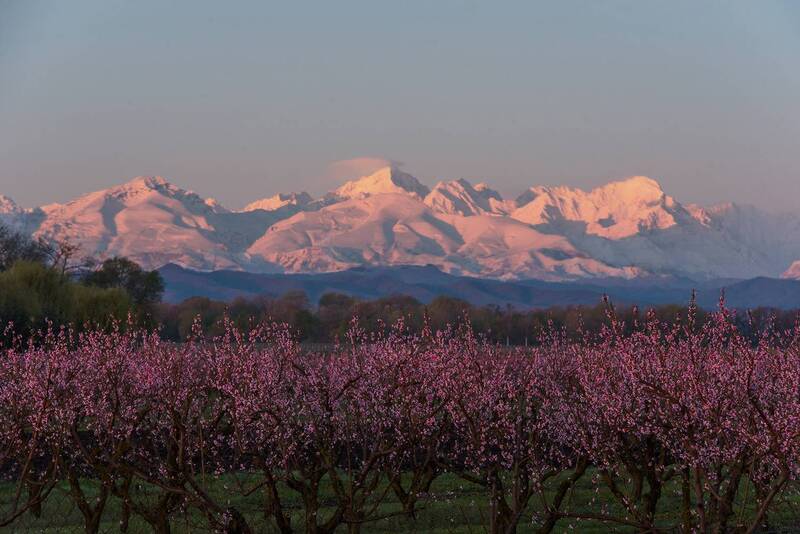 цветение персика, кабардино-балкария Цветение персика фото превью