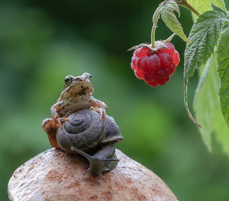 гриб, улитка, лягушонок, малина Паровозик до малинки отправляется, пристегните ремни) фото превью