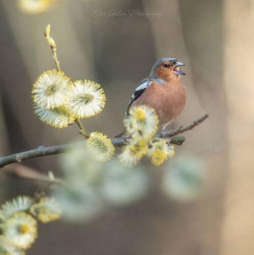 Песни о весне