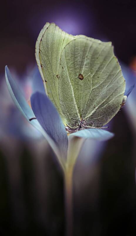 Мадам Баттерфляй фото превью