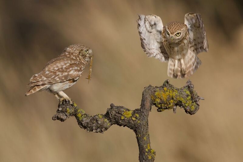 Snack for Two фото превью