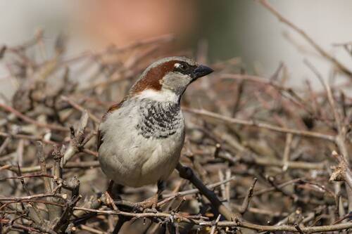 Воробьи в профиль и анфас :)