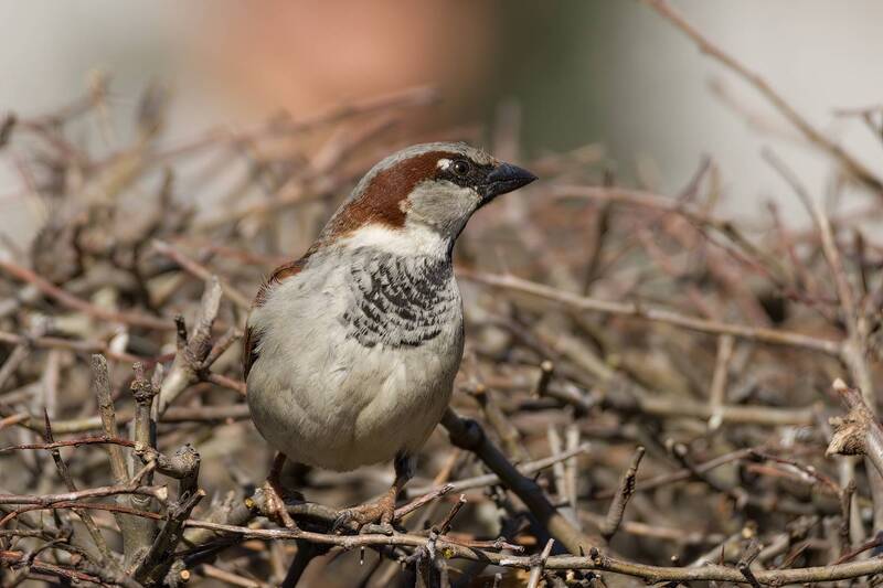воробей, портрет, птица Воробьи в профиль и анфас :) фото превью