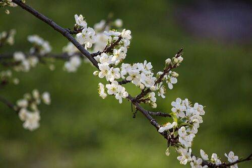 Слива цветет