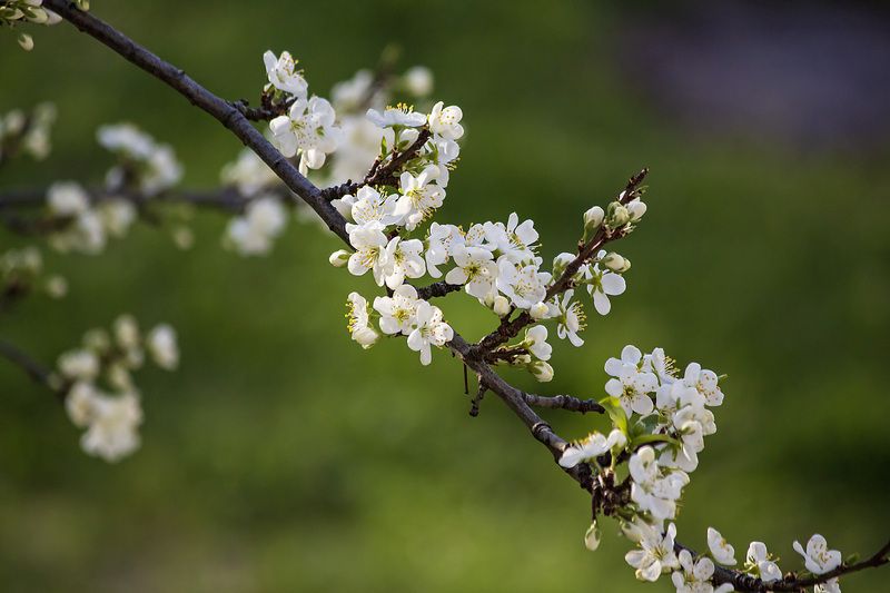 природа, весна, цветение, слива Слива цветет фото превью