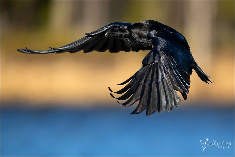 * * * фото превью