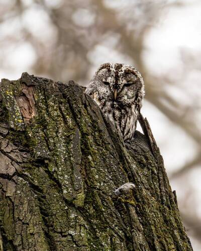 Серая неясыть