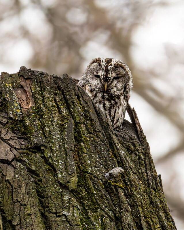 Серая неясыть фото превью