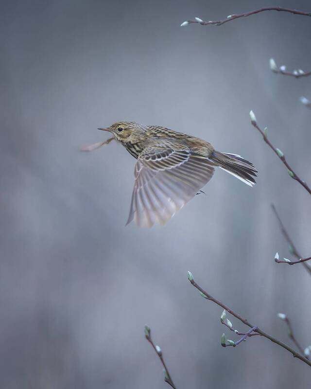 птички, фотоохота, конёк луговой *** фото превью